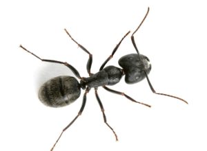 Carpenter-Ant-Pest-Control.jpg