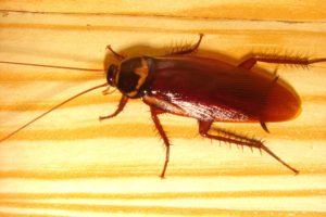 Cockroach-Pest-Control.jpg