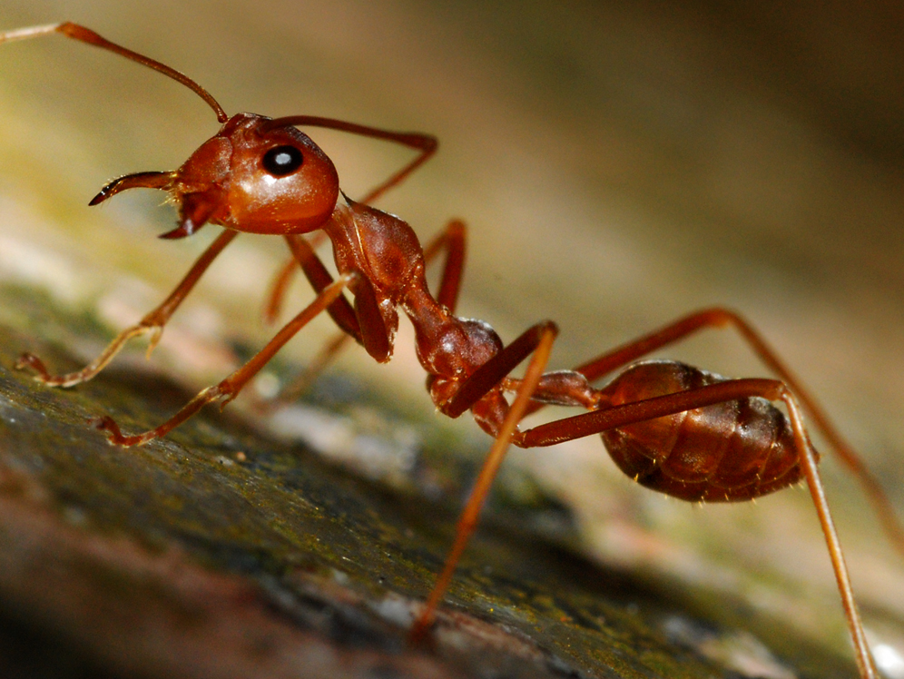 Ants pest Control Safe Home Pest Control
