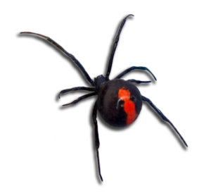 Red-back-Spider-Pest-Control.jpg