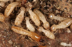 subterrainian-termites-Pest-Control.jpg